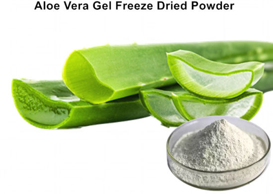 Poudre lyophilisée de gel d'aloe vera