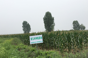 En 2015,-la-société-a-réagi-activement-à-la-politique-nationale-ciblée-de-réduction-de-la-pauvreté-et-a-coopéré-avec-des-agriculteurs-locaux-de-Jilin-pour-établir-la-myrtille-et-le-violet -bases-de-production-de-maïs.2