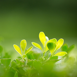 Vert et Naturel, Harmonieux et Honnête - Longze Biotechnology
