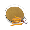 Poudre d'extrait de Cordyceps Sinensis